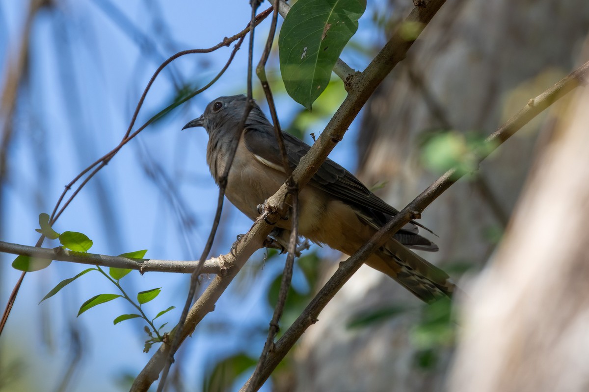 Sahul Brush Cuckoo - ML646439508