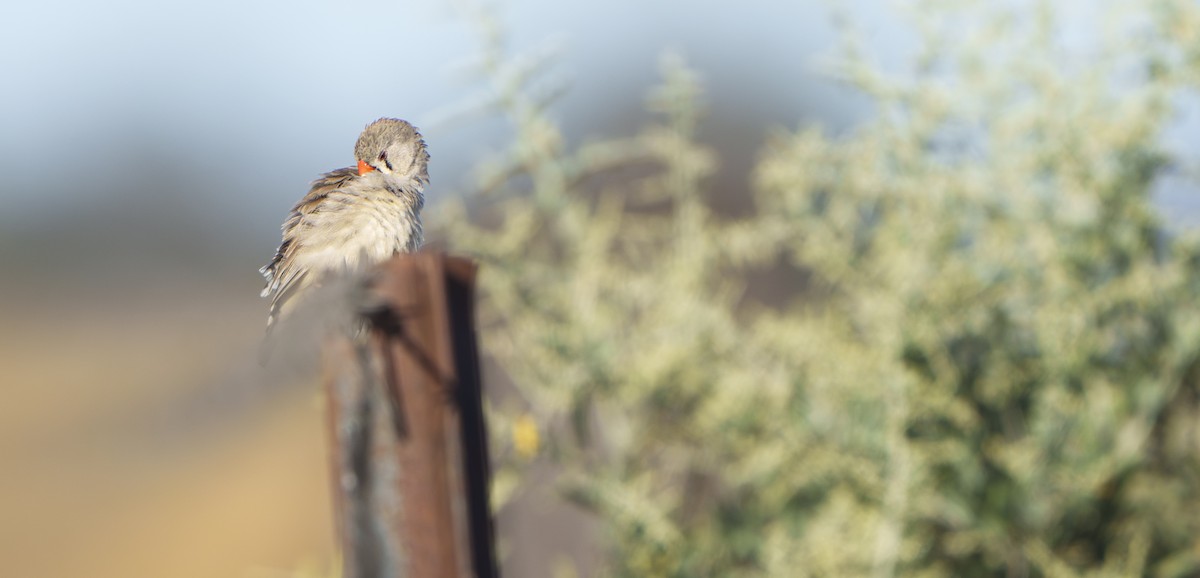 Zebra Finch - ML646439509
