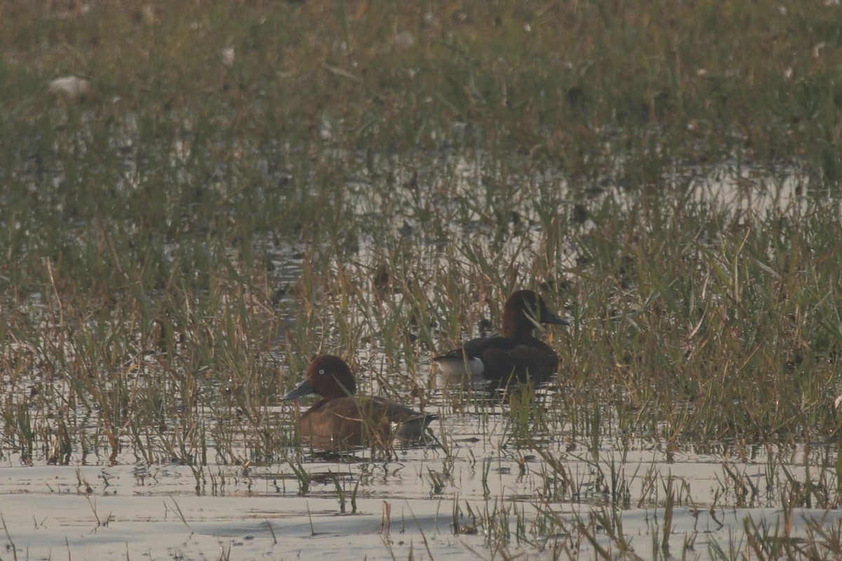 Ferruginous Duck - ML646439510