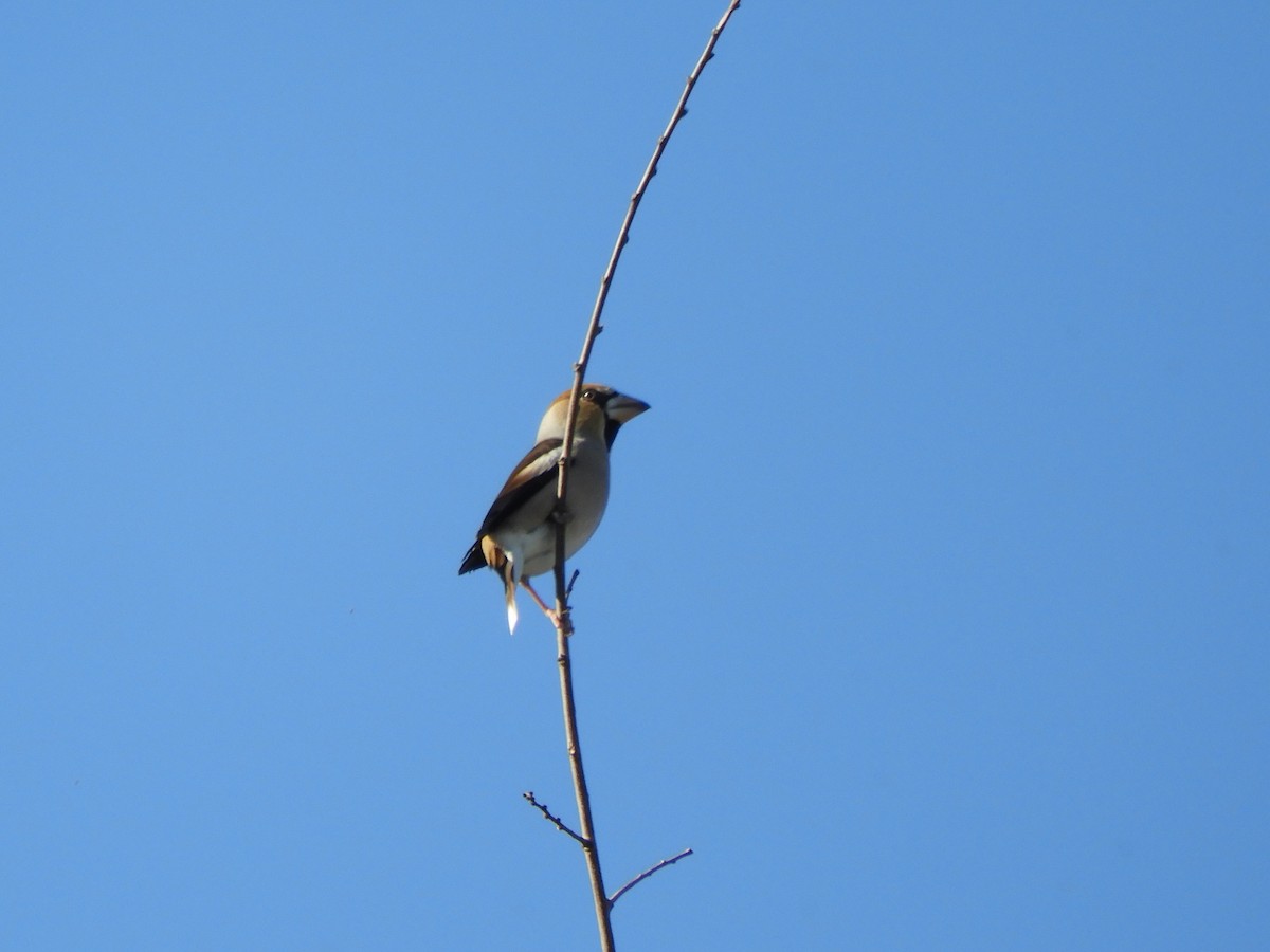 Hawfinch - ML646439511