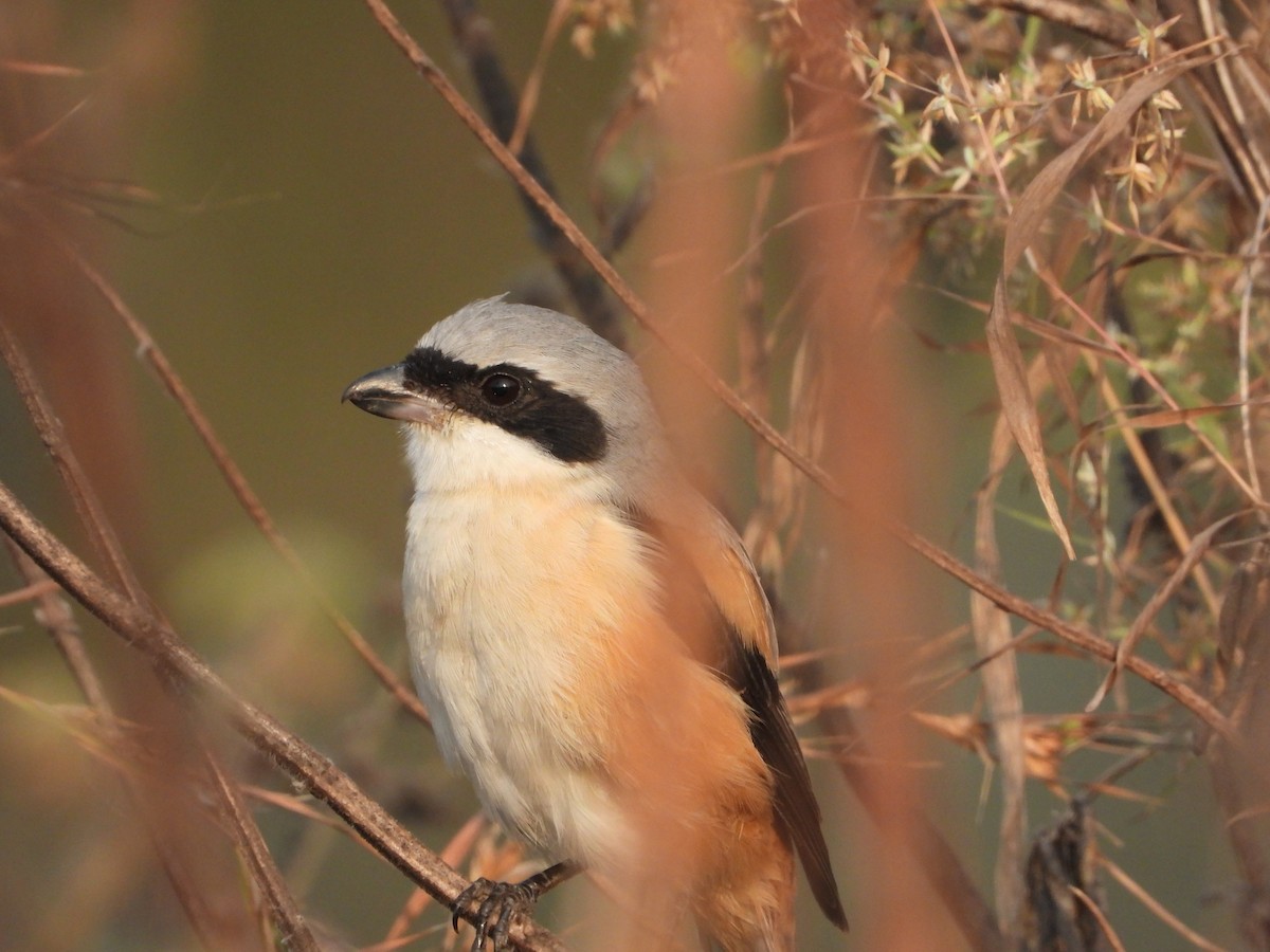 Алаг дунхай - ML646439523