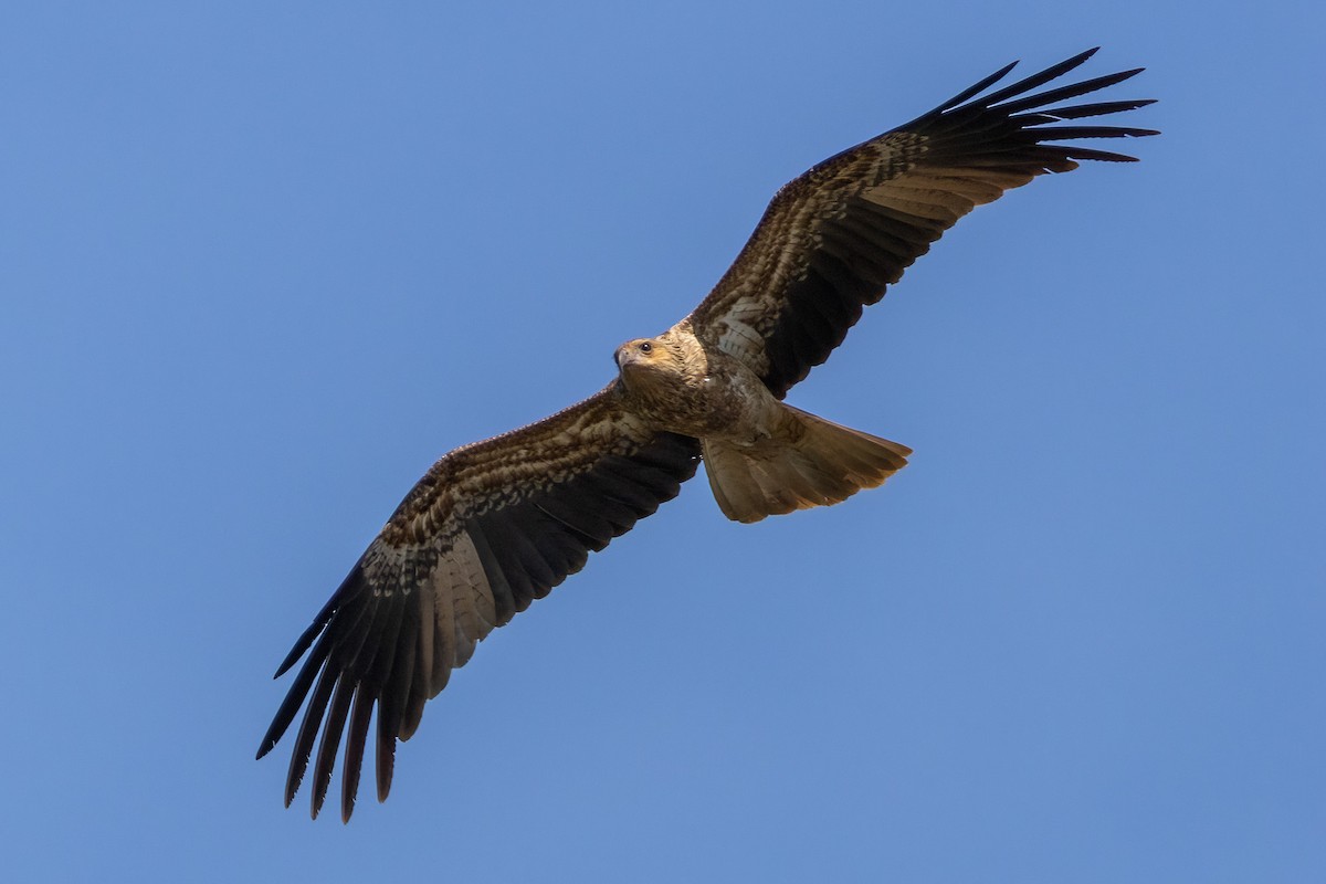 Коршун-свистун - ML646439527