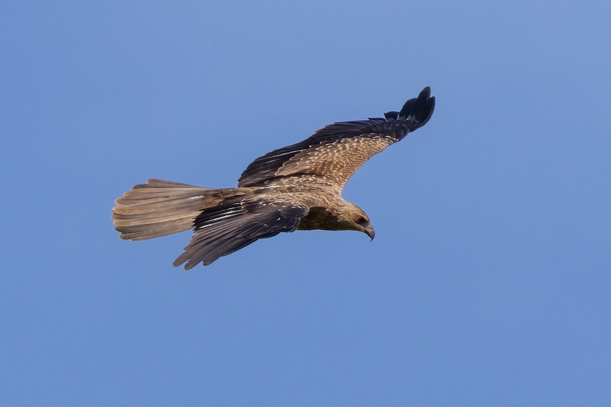 Коршун-свистун - ML646439528