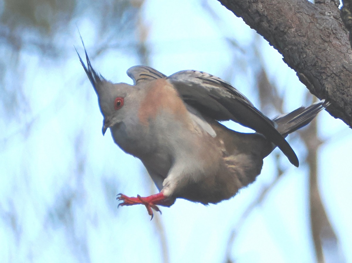 Crested Pigeon - ML646439530