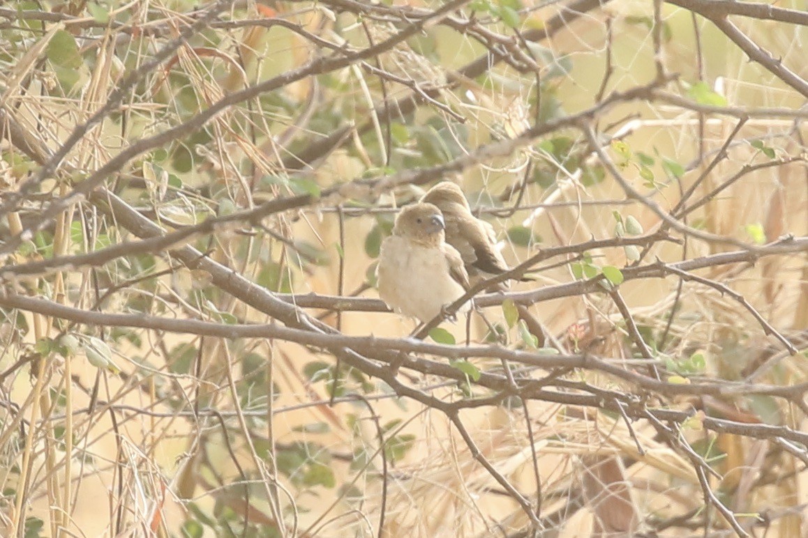 アフリカギンバシ - ML646439531