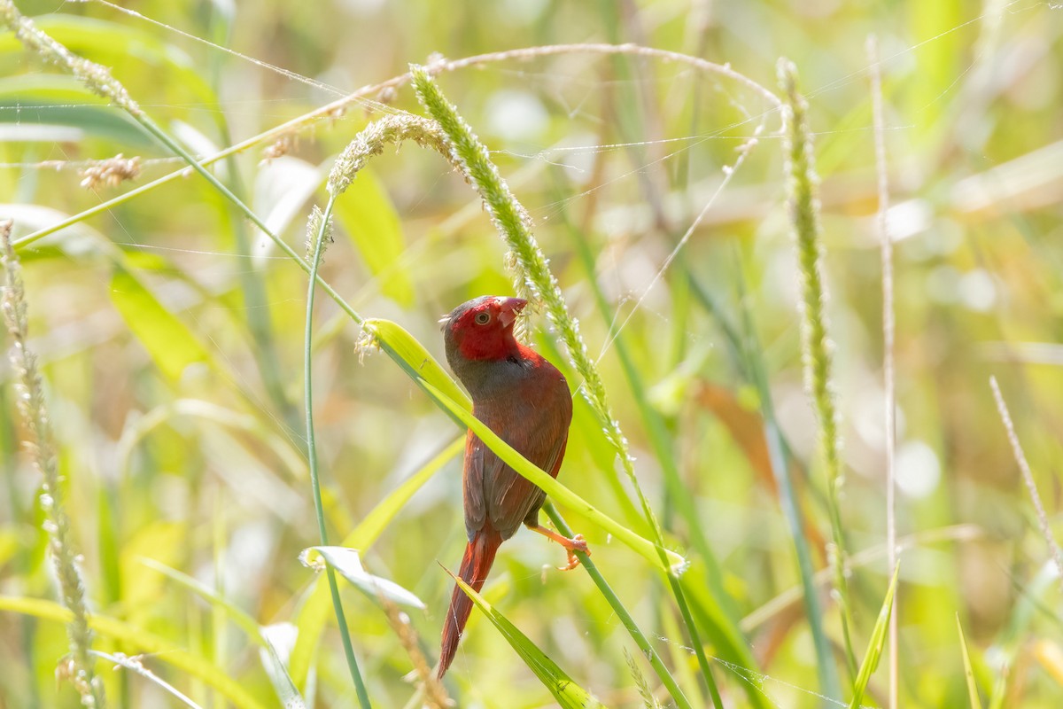 Рубиновая амадина - ML646439532