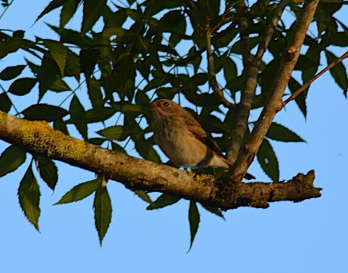 Spotted Flycatcher - ML646439535