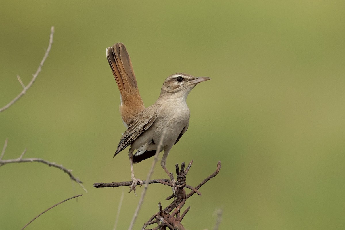 pěvec ryšavý - ML646439537