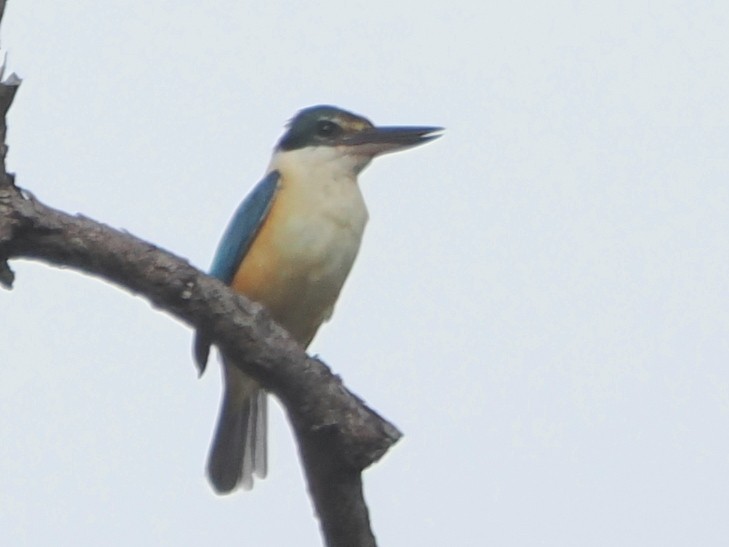Sacred Kingfisher - ML646439539