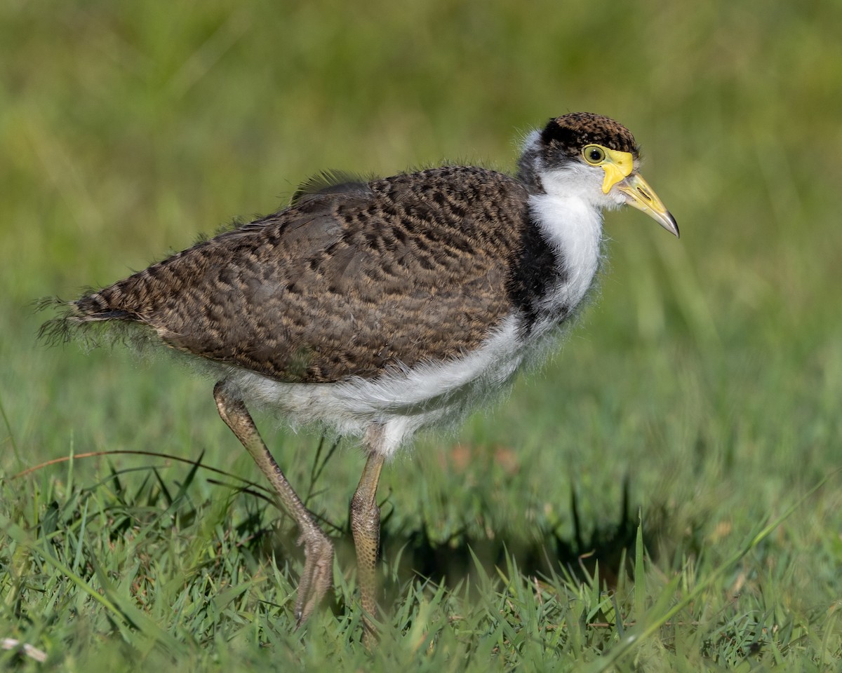 Masked Lapwing - ML646439540