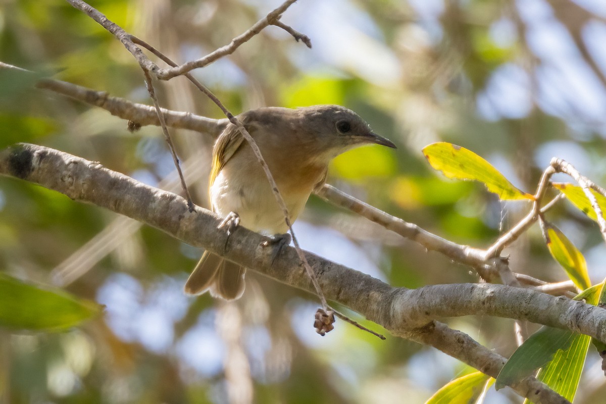 Белозобый нектаролюб - ML646439541