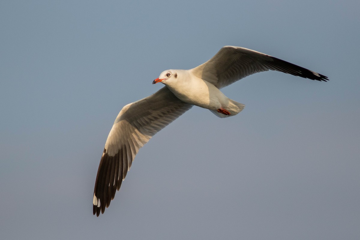 Brown-headed Gull - ML646439543