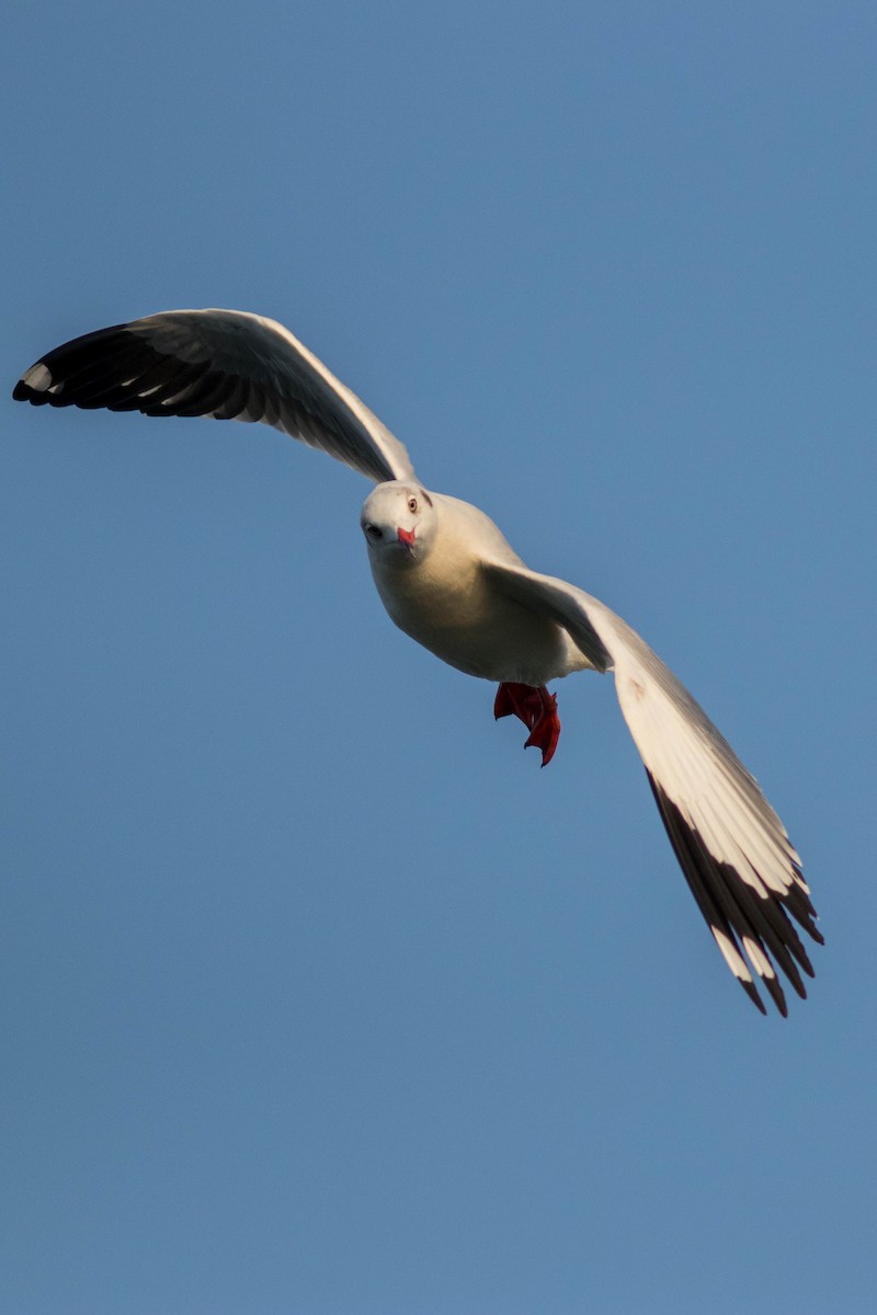Brown-headed Gull - ML646439544