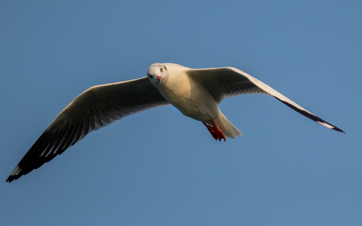 Brown-headed Gull - ML646439545