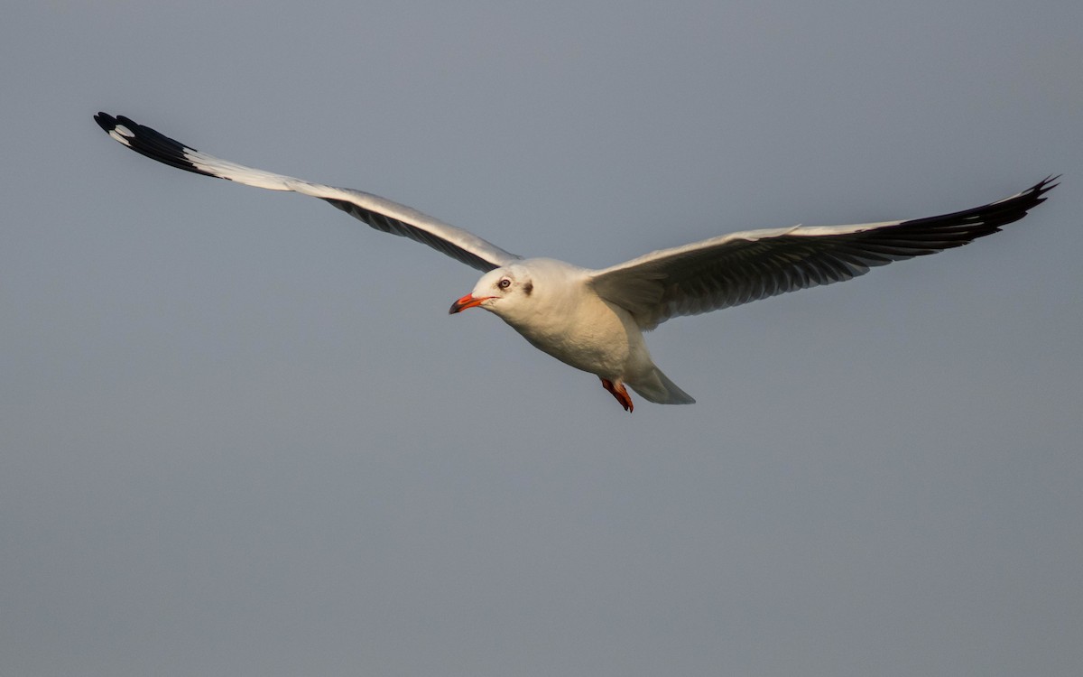 Brown-headed Gull - ML646439546