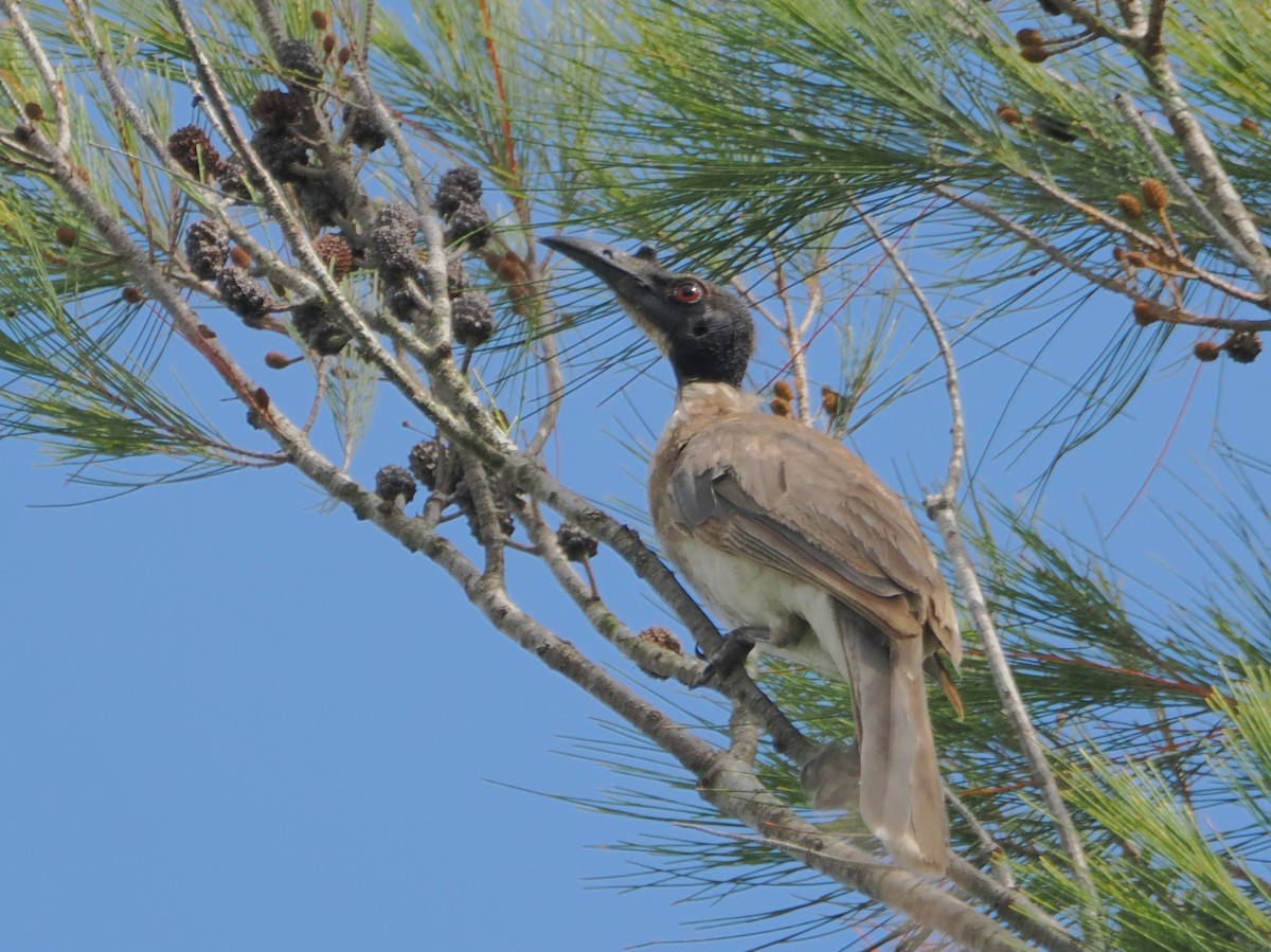 Noisy Friarbird - ML646439547