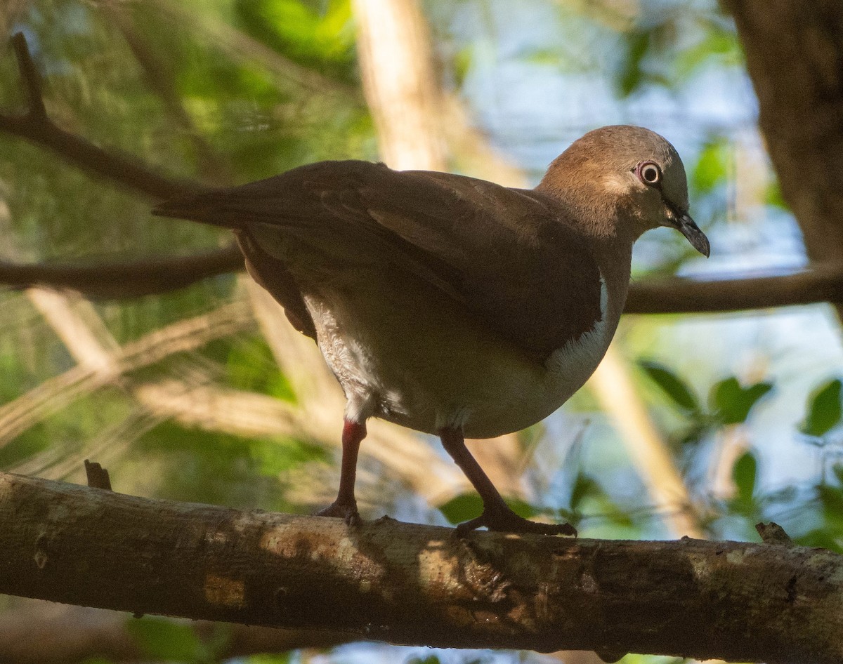 Grenada Dove - ML646439548