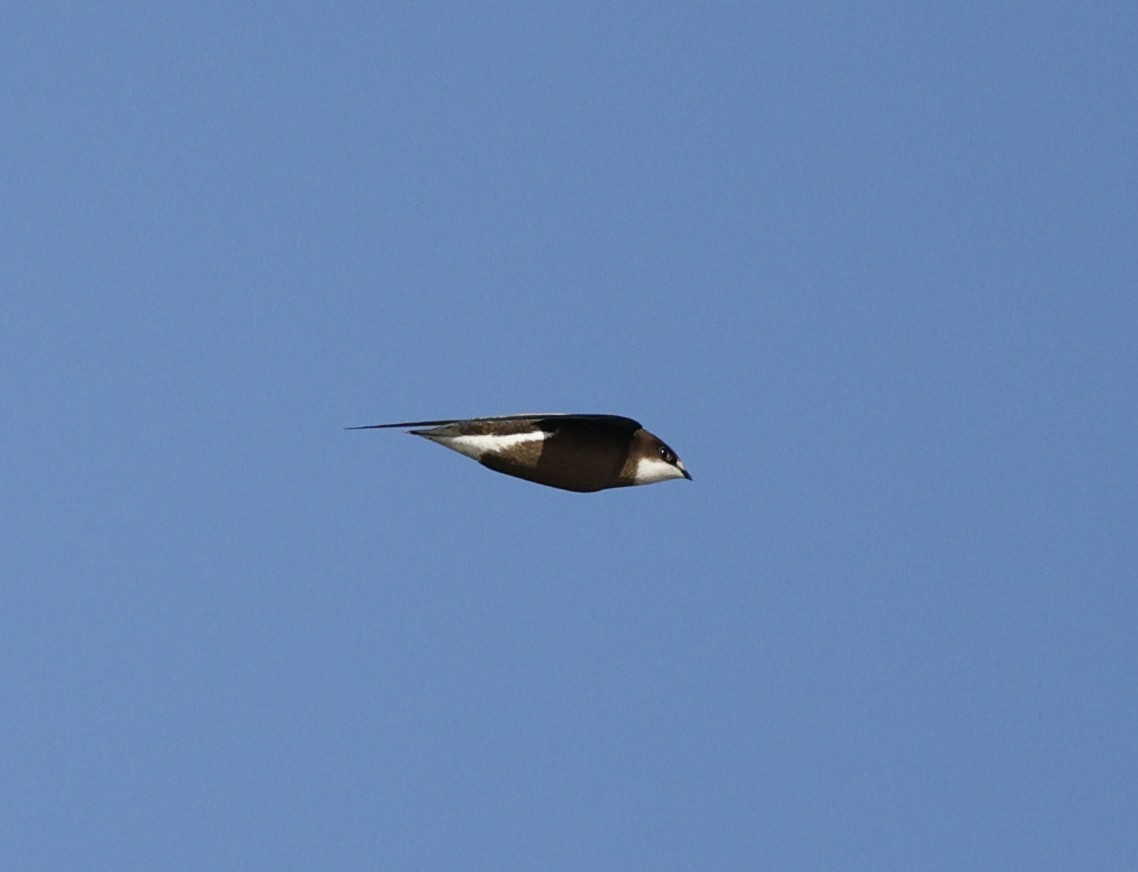 Vencejo Mongol - ML646439551