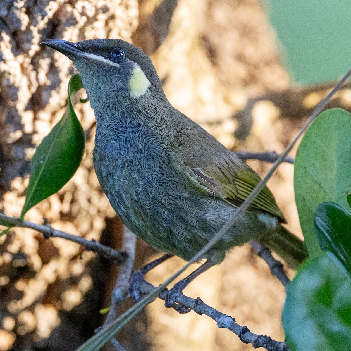 Lewin's Honeyeater - ML646439553