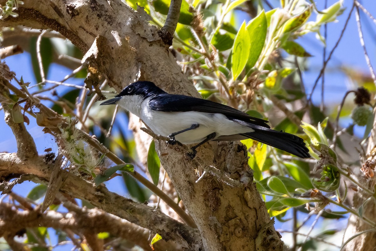 Вертлявая миагра - ML646439555