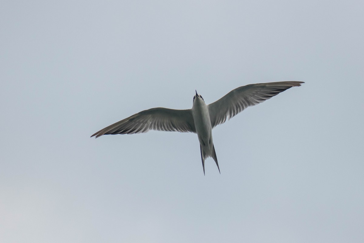 Sterna comune - ML646439558