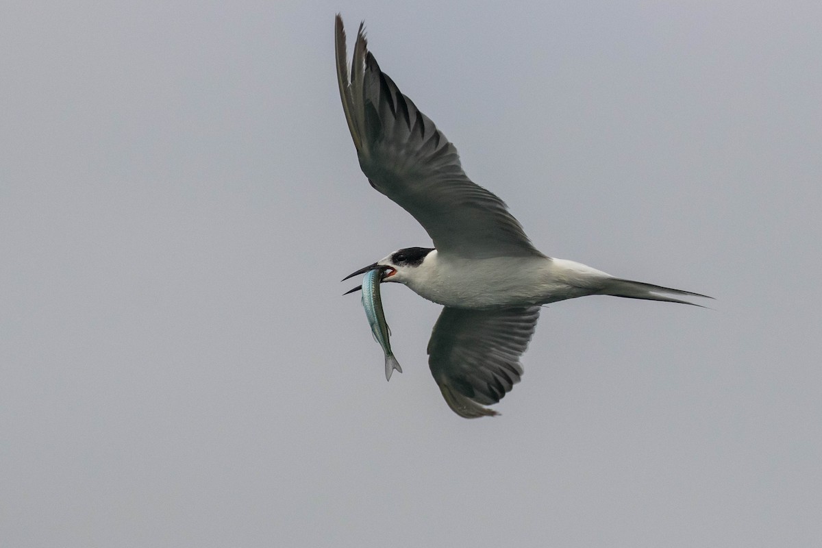 Sterna comune - ML646439559