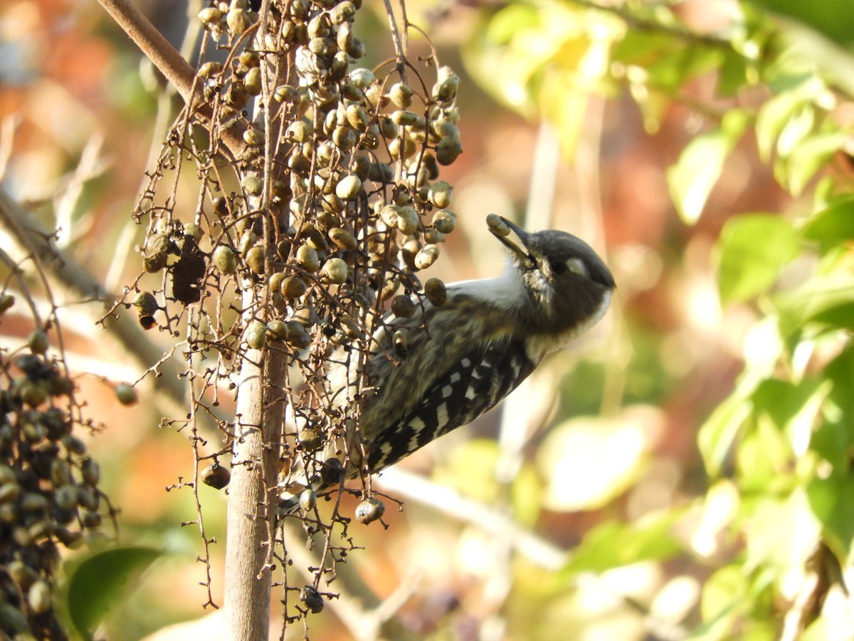 Japanese Pygmy Woodpecker - ML646439564