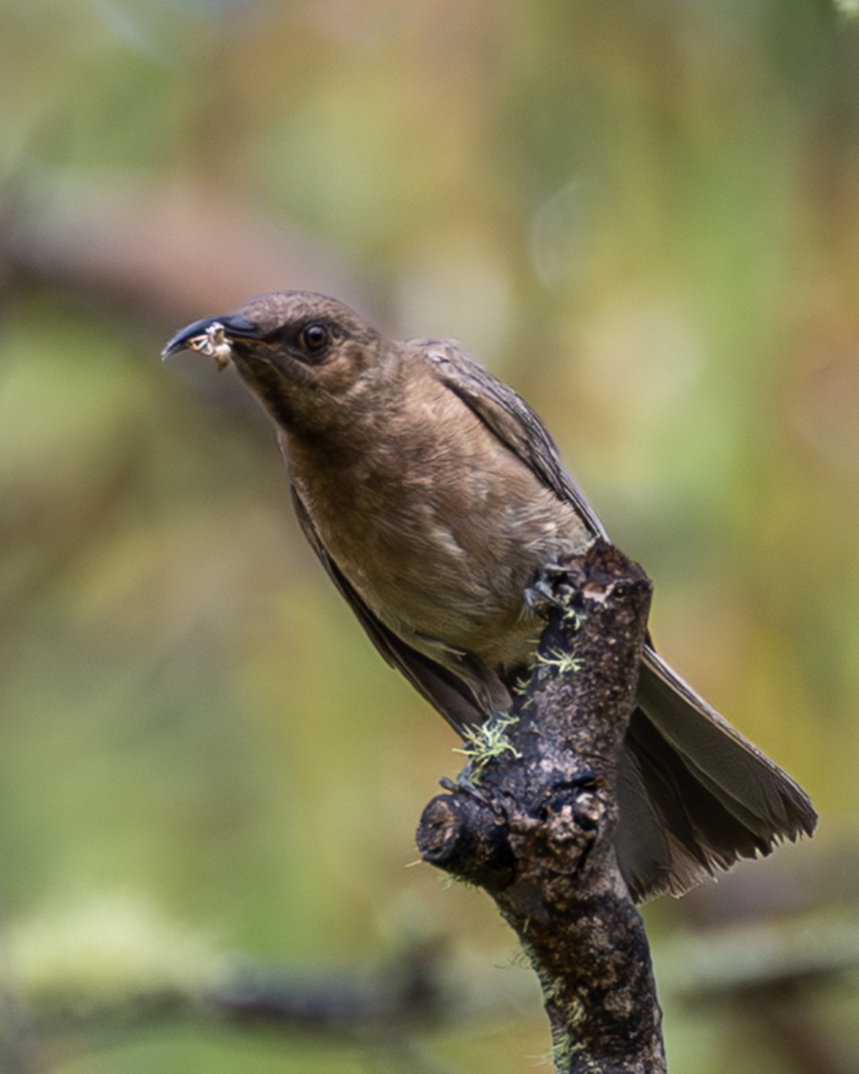 Dusky Myzomela - ML646439566