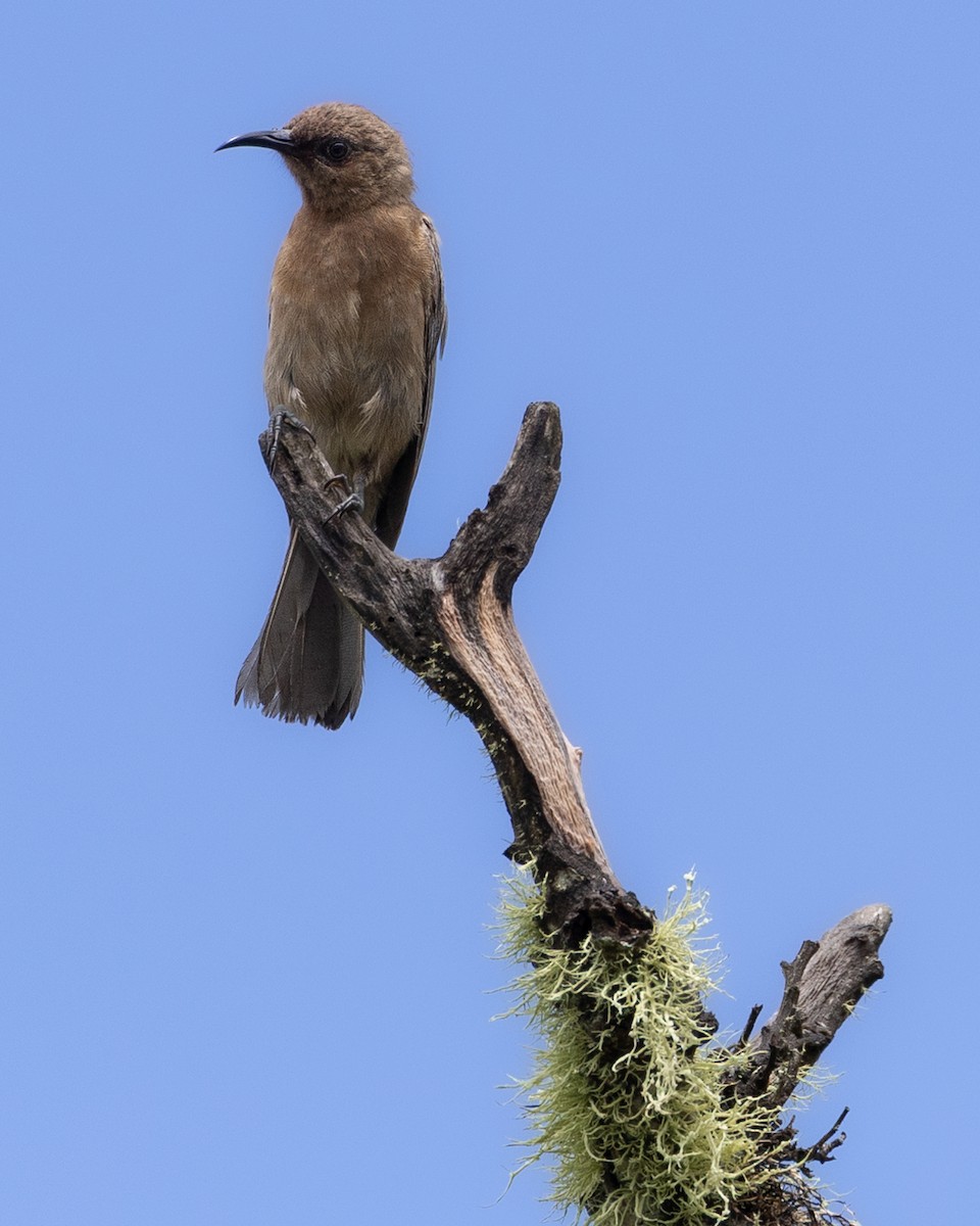 Dusky Myzomela - ML646439567