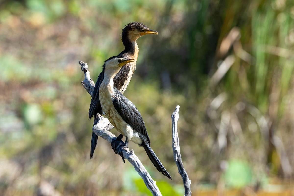 Пёстрый баклан - ML646439568