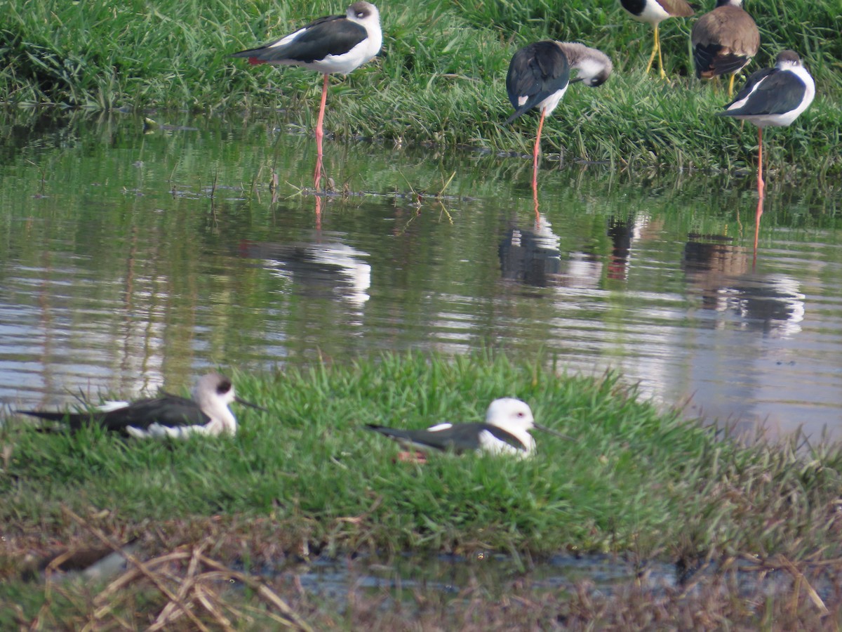 Black-winged Stilt - ML646439570