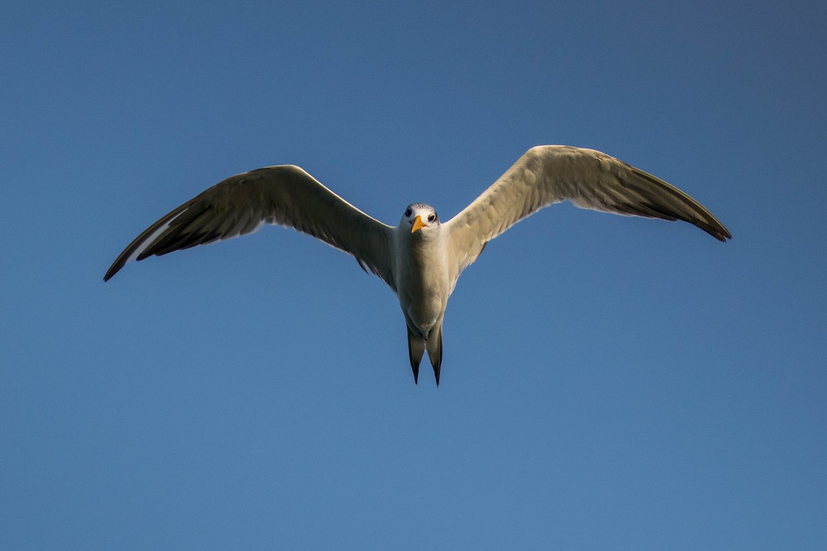 Great Crested Tern - ML646439571