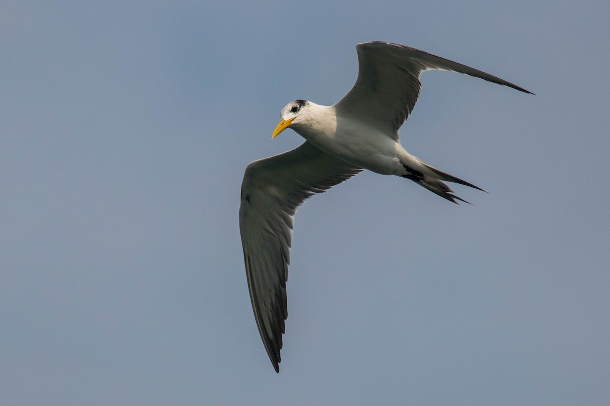 Great Crested Tern - ML646439572
