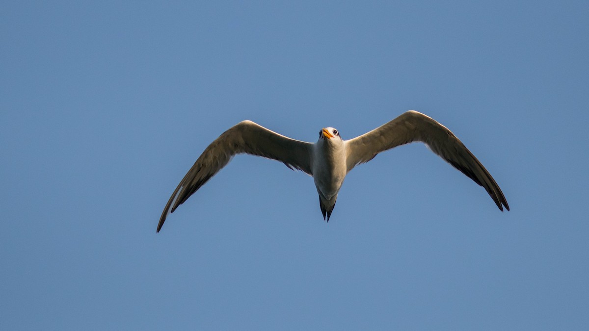 Great Crested Tern - ML646439573