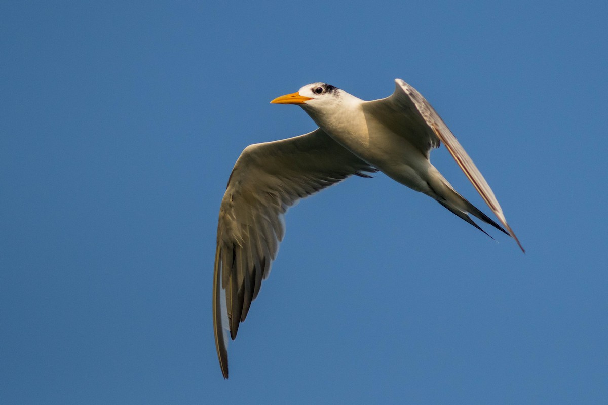 Great Crested Tern - ML646439574