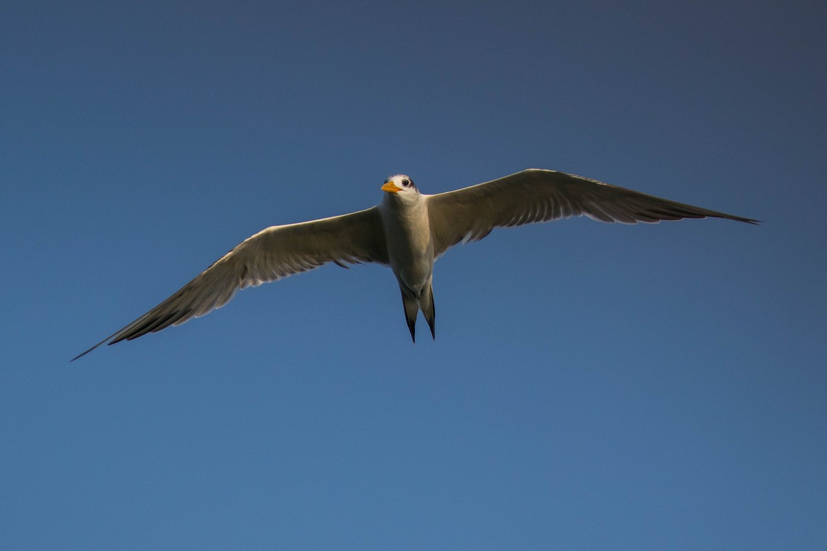 Great Crested Tern - ML646439575