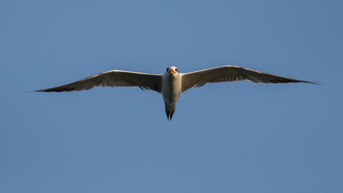 Great Crested Tern - ML646439576