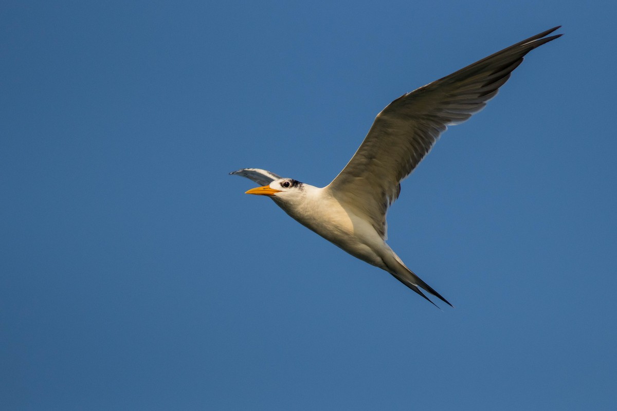 Great Crested Tern - ML646439577