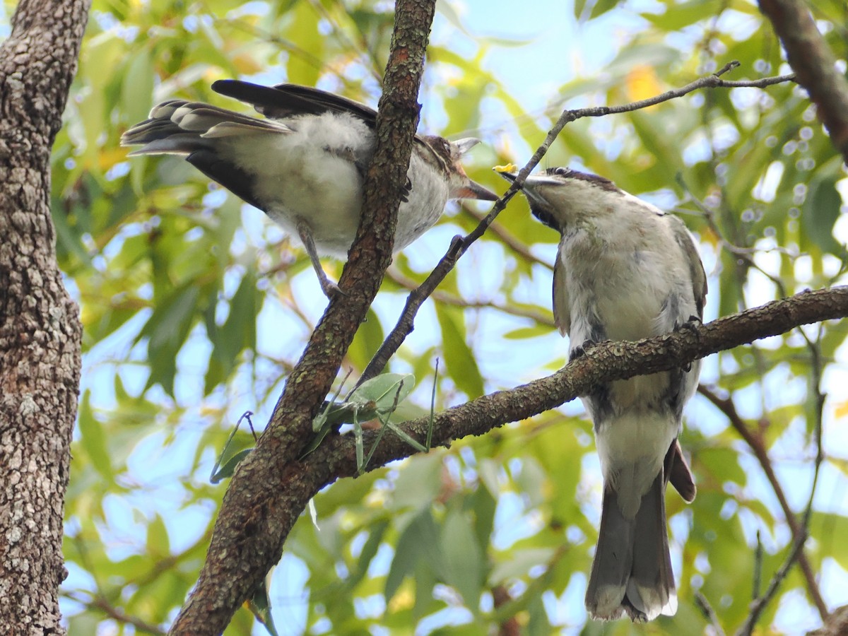 Gray Butcherbird - ML646439578
