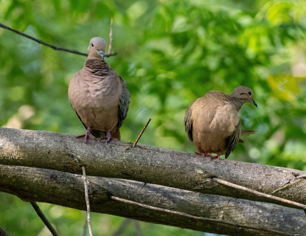 Eared Dove - ML646439580