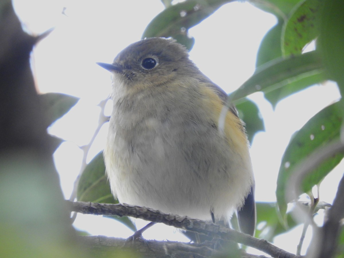 Red-flanked Bluetail - ML646439581