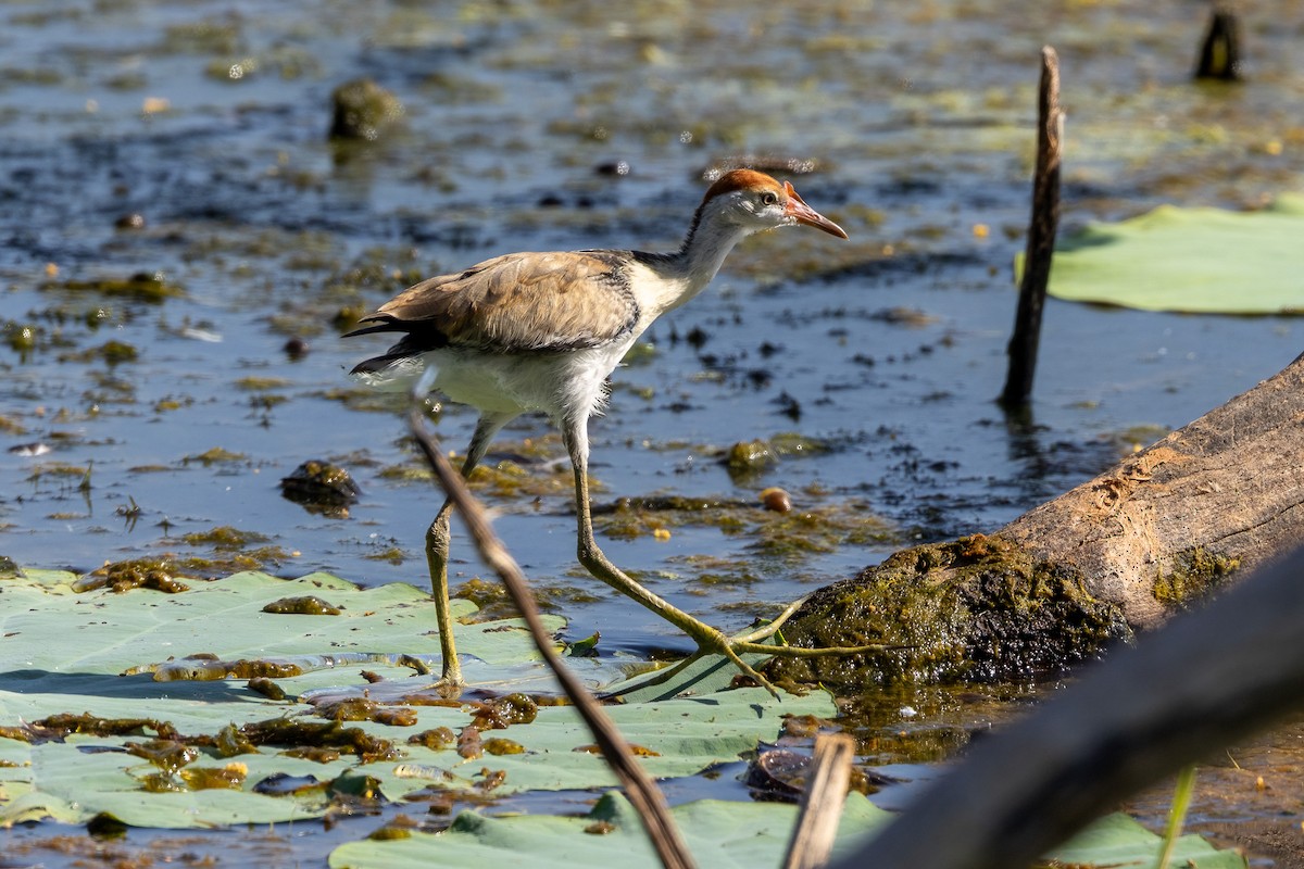 Comb-crested Jacana - ML646439582