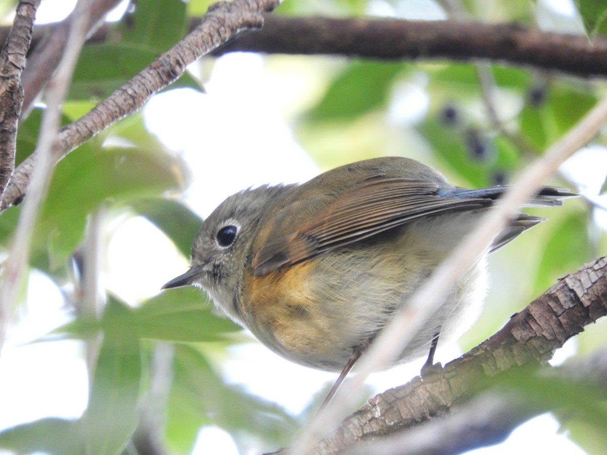 Red-flanked Bluetail - ML646439584