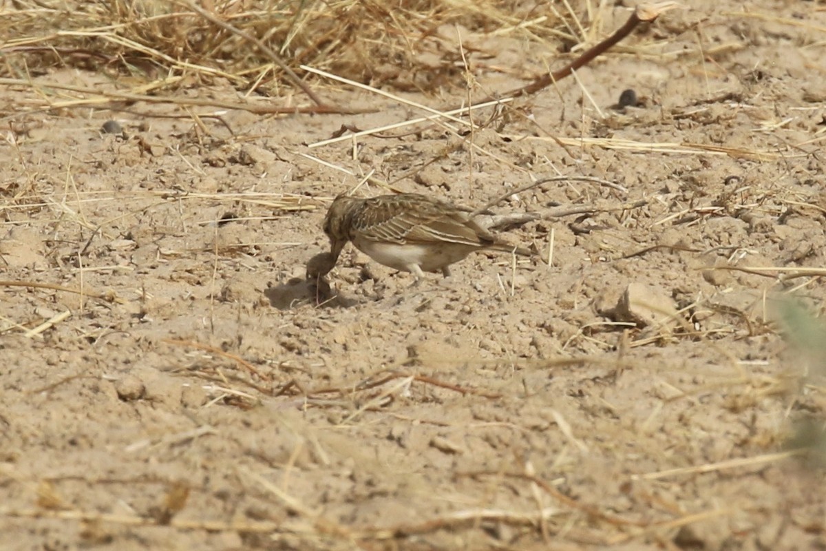 Crested Lark - ML646439585