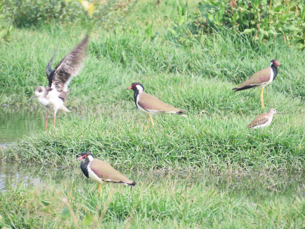 Red-wattled Lapwing - ML646439586