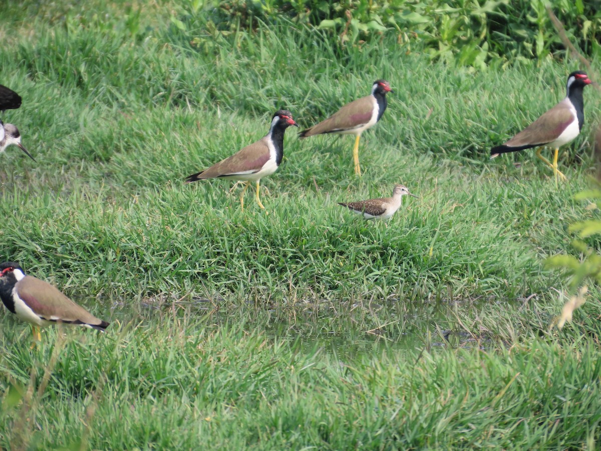 Red-wattled Lapwing - ML646439587