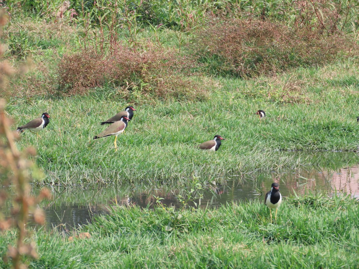Red-wattled Lapwing - ML646439588