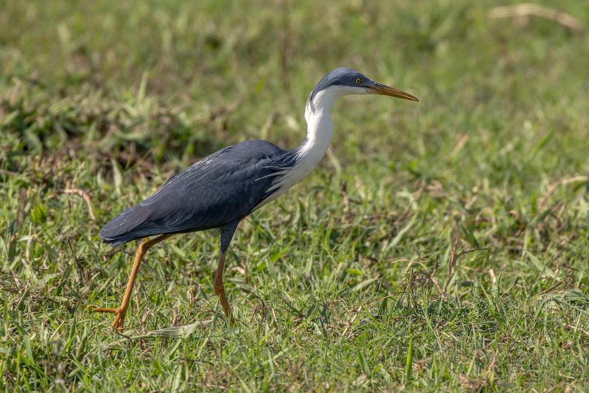 Pied Heron - ML646439590