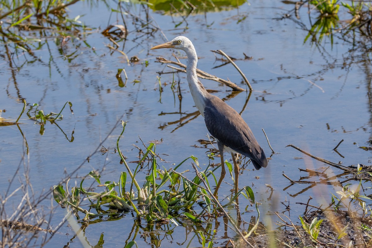 Pied Heron - ML646439591