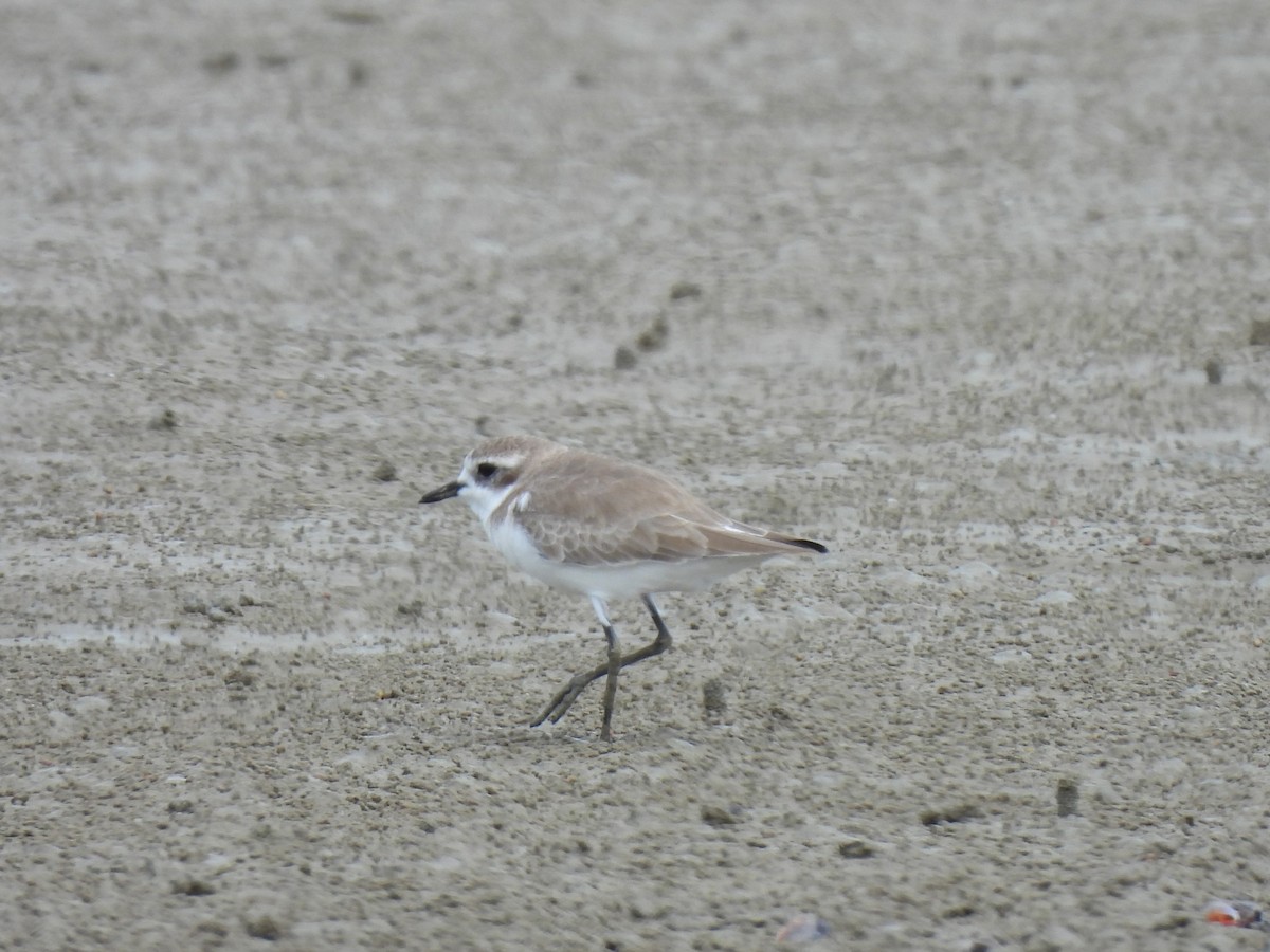 Kentish Plover - ML646439592